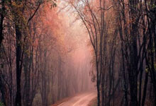 如何实现90分钟足球比分的免费调用？